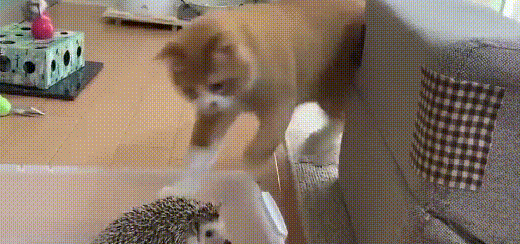 家里来了一只刺猬，橘猫上前给它就是一巴掌！结果后悔了 
