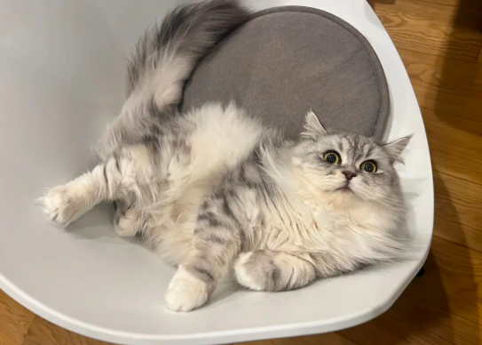 猫咪融化在纸箱，全身只剩一颗头，超诡异画面曝光...