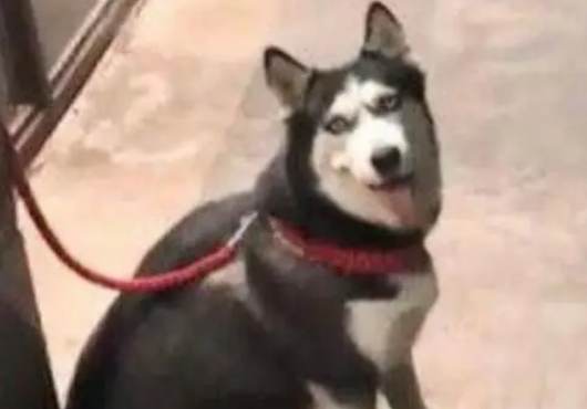网友发现哈士奇被捆绑在街上，好奇上前一看，结果瞬间笑喷