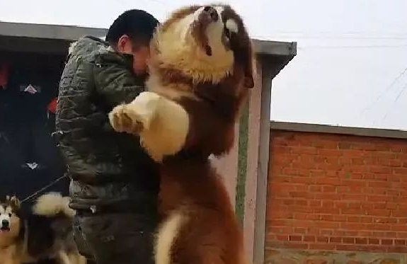 100多斤的阿拉斯加犬撒娇，非要主人抱抱，可给主人累坏了！ 