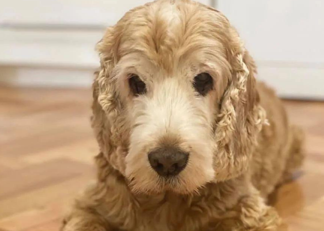 主人在爱犬去世后养的新狗狗到家后，有个异常举动让他们倍感暖心