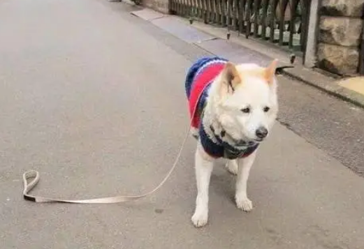 主人假装松开牵引绳，狗子差点吓疯了：我可不要当流浪狗！ 