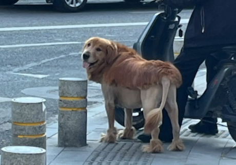 路上看到了一头狮子，它回头才看清原来是只金毛