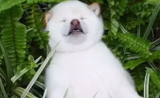  小柴犬躺在草丛中睡觉，怎么叫都不醒，小模样把人萌翻