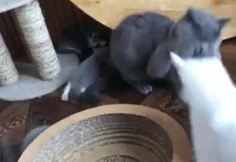 猫爸不喜欢孩子想趁机欺负，没想到下一秒，它被治得怀疑猫生