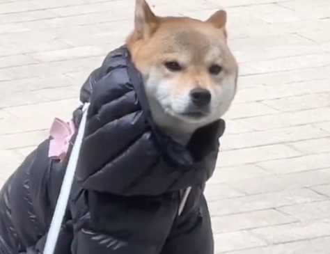 因为天气太冷了，主人竟给狗狗穿上了羽绒服，狗：你看我冷吗？