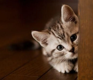 想要养一只猫咪，老爸不愿意，如今对猫咪态度，比对我还好！