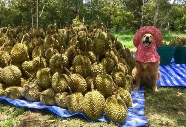 泰国一家榴莲园请大金毛做代言，产品和狗狗都备受欢迎