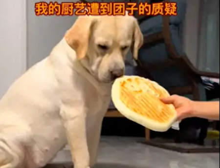 主人自己做了大饼喂给狗狗吃，它却很嫌弃嘴都不张开