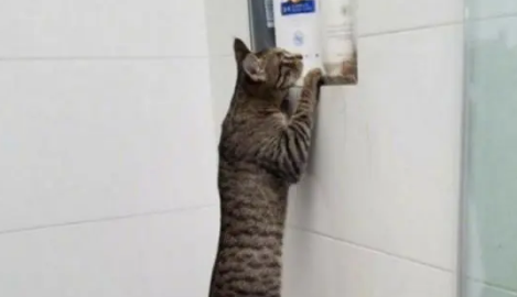 猫咪好奇心特别严重，为了一探究竟，竟然还玩起了叠罗汉