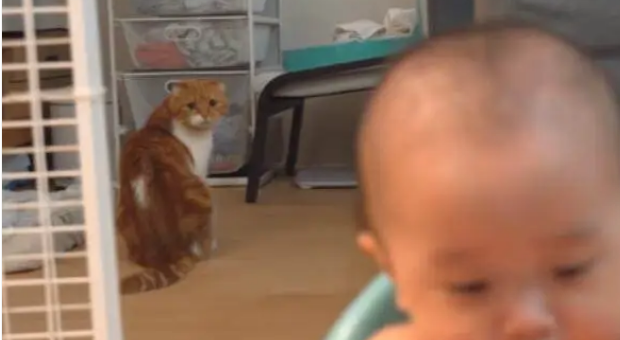 吃货猫咪看到宝宝“玩”食物，做出的反应令人笑喷