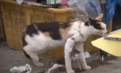 流浪猫被渔网缠了一年，却忍痛喂孩子，小奶猫被拖着的画面太揪心