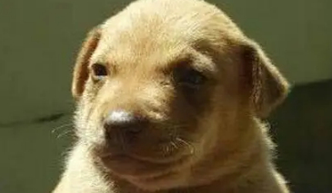 流浪狗一直犬吠，引领人来到树洞，看清里面的东西后令人泪如雨下
