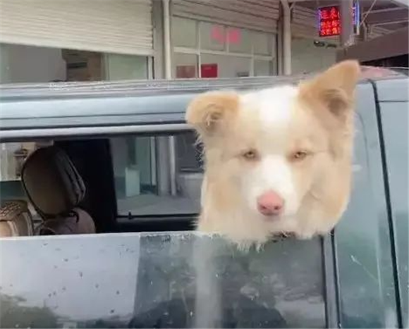 边牧坐车，伸出脑袋跟男子吵架，结果绝了