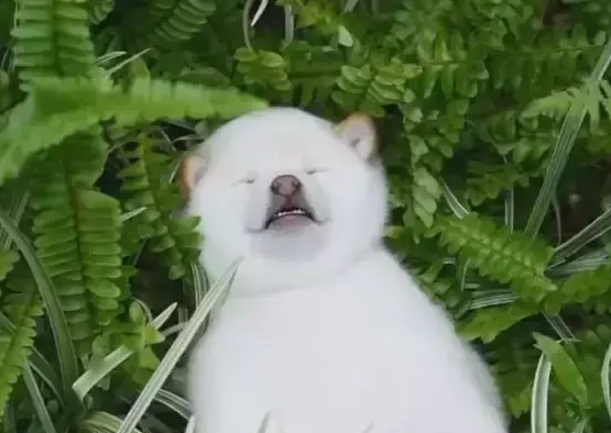  小柴犬躺在草丛中睡觉，怎么叫都不醒，小模样把人萌翻