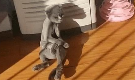 因猫咪太胖，主人给它剃毛后，多了一份沧桑 