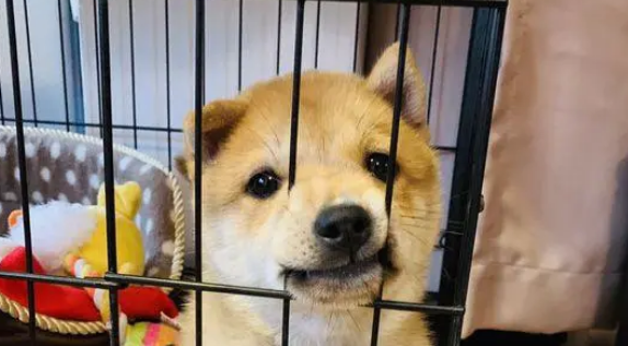 家里有人时柴犬可以自由玩耍，若无人它只能被关在笼子里面