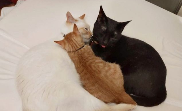 小猫到家第一天，主人好怕它被欺负，却看到暖心的一幕