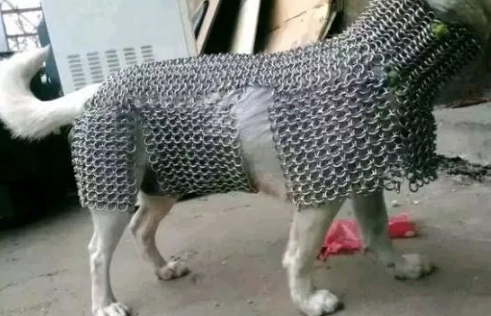 害怕狗狗出去受欺负就给它做了一件衣服，网友看后呆住