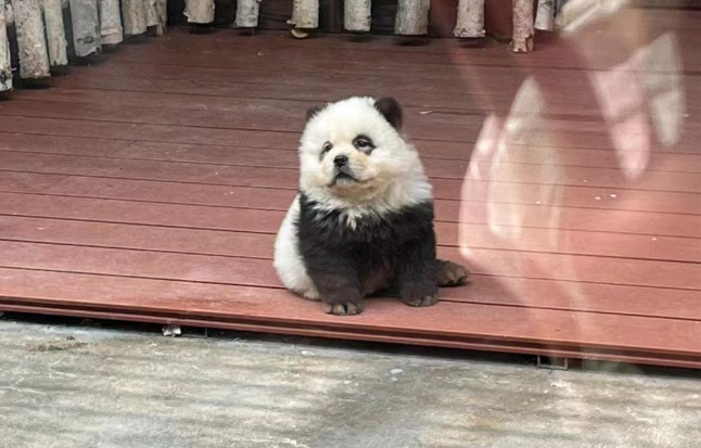 泰州动物园“熊猫犬”引争议，回应：特地引进