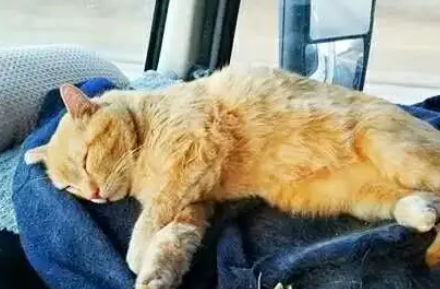 流浪猫被卡车司机收养，成最佳搭档！路途再远，有猫就不再孤独！