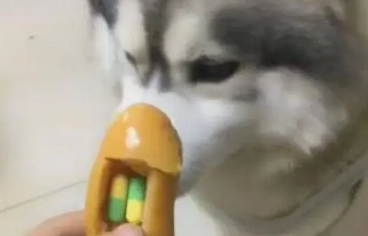 主人用火腿肠忽悠哈士奇吃药，结果二哈的反应却让主人十分纳闷