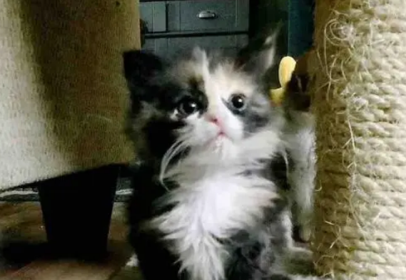 孩子相继离世，母猫为救最后的小猫，把小猫放在诊所门口转身离开