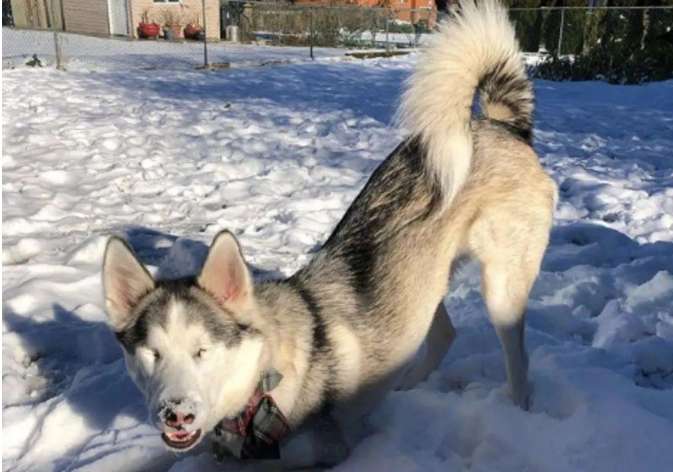 这只哈士奇双目失明，但是在下雪的时候它感受到了超乎寻常的快乐