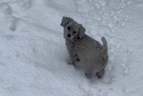 白色的狗狗冲进雪地里，突然就变成了黑色，没有对比就没伤害！ 