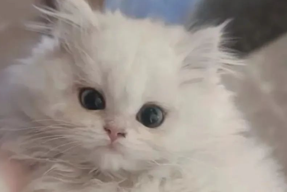女子发现猫咪惨死洗衣机中，怀疑合租者系凶手，当事人：哭了三天还做噩梦