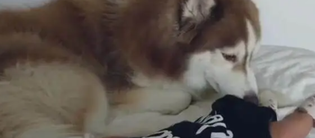 哈士奇首次见到宝宝，靠近做出的举动，令妈妈热泪盈眶