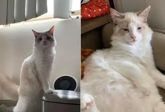 布偶猫不会用猫砂，便后挠垃圾桶，网友：这不是天生的吗