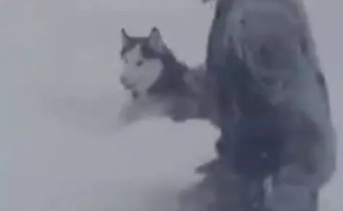 哈士奇发现主人倒在雪地后，立马飞奔过来救援，被感动到了
