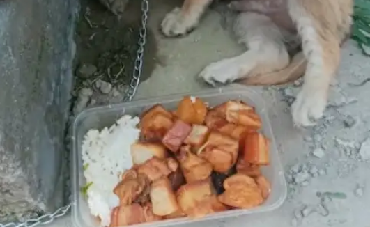主人给狗狗一碗红烧肉，结果它却不敢吃！