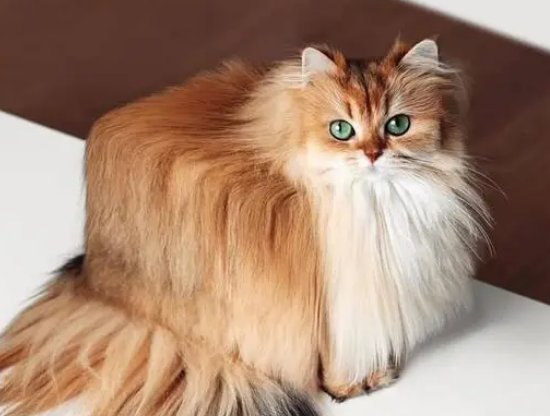 美貌出众的网红猫，绿宝石一样的眼睛太迷人，拥有百万粉丝