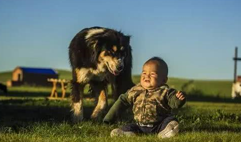 两只牧羊犬当起看护小主人的任务，狗狗对宝宝的举动太暖心了！