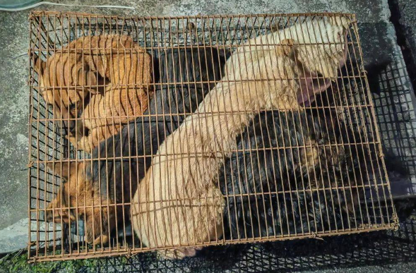 大快人心！这几个偷狗贼终于被抓！ 