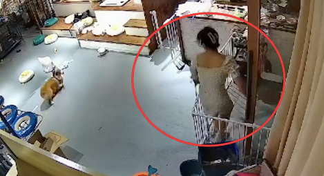 女孩被坏人尾随，误闯进一家养了11只柯基的店，狗狗叫声吓退对方