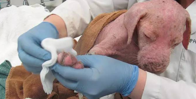 被遗弃的无毛斗牛犬，终于等到了它的救命恩人回来收养它