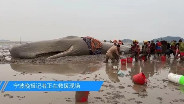 超10米长鲸鱼在浙江海域搁浅，初判为抹香鲸！