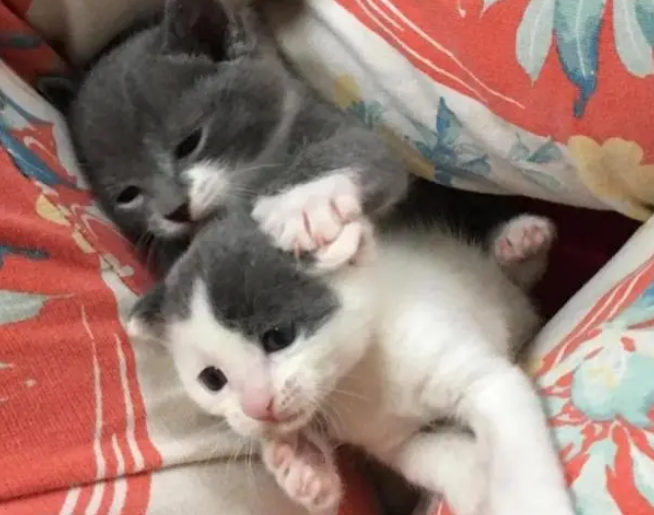 流浪猫被女子带回家，只因它脚趾头挺多，2小时后就生了6只小猫