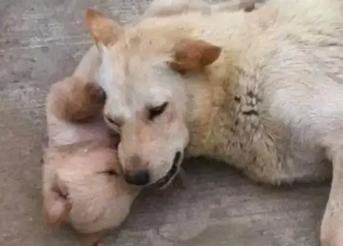 中华田园犬妈妈得知两个孩子要被卖掉，和狗崽挨个道别，看哭主人