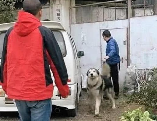 哈士奇离家1个月后被找回，再见到主人二哈的表现令人动容
