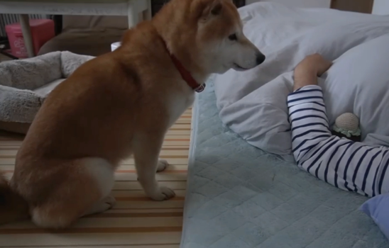 柴犬从小要主人抱着睡，主人生病后，它的行为暖心又好笑...