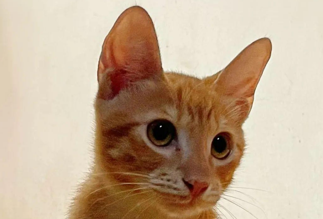 家中进了只猫，建立感情收编后却吐槽：没养过橘，太能吃了吧...