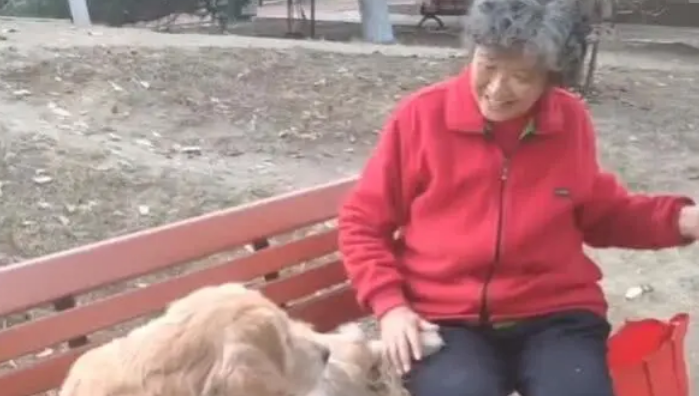 金毛不知主人去世，每天出现在公园寻觅主人，深厚情谊催人落泪