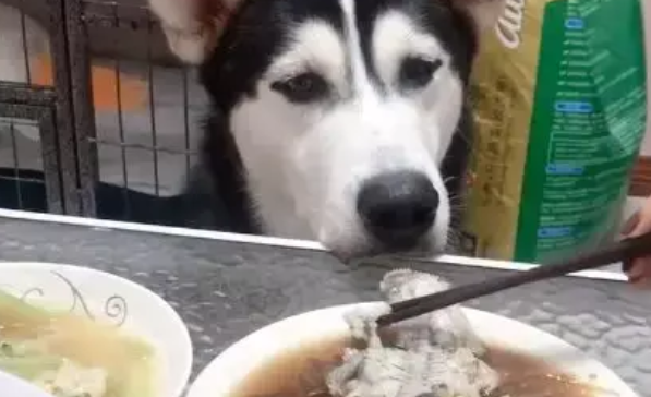 二哈也想吃桌上的东西，它可怜巴巴地望着主人，网友：萌翻了
