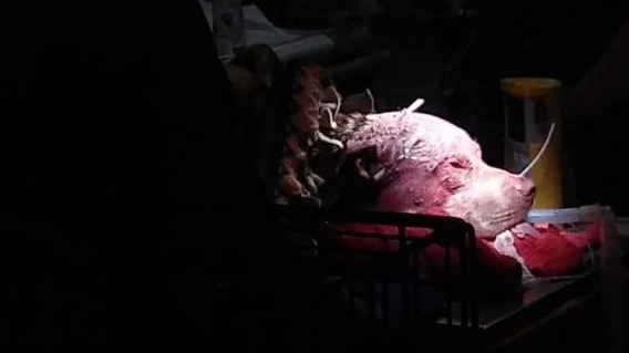 男子徒手暴揍300斤黑熊，竟成功打赢，全靠“爱的力量”！