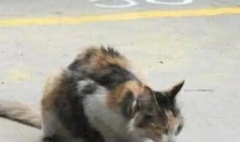 捡了一只流浪小猫回家，结果猫妈叫了一夜