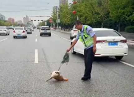 狗狗出车祸躺在马路上，交警好心用座垫拉到路边，它怕到一直吼叫 